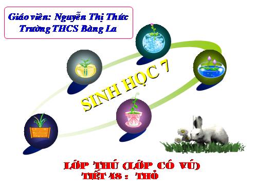 Bài 47. Cấu tạo trong của thỏ