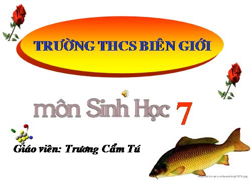 Bài 31. Cá chép