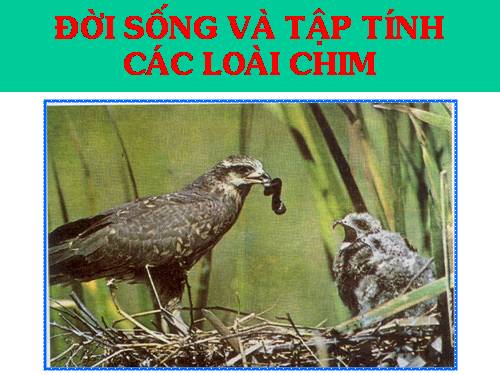 Bài 45. Thực hành: Xem băng hình về đời sống và tập tính của chim