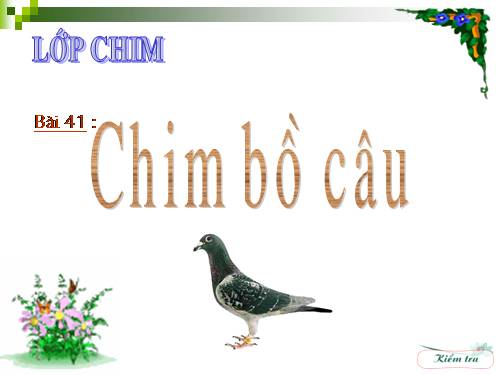 Bài 41. Chim bồ câu