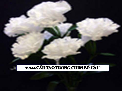 Bài 43. Cấu tạo trong của chim bồ câu