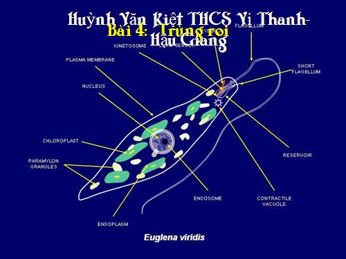 Bài 4. Trùng roi