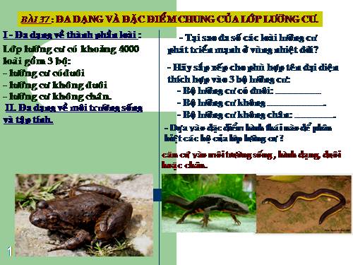 Bài 37. Đa dạng và đặc điểm chung của lớp Lưỡng cư