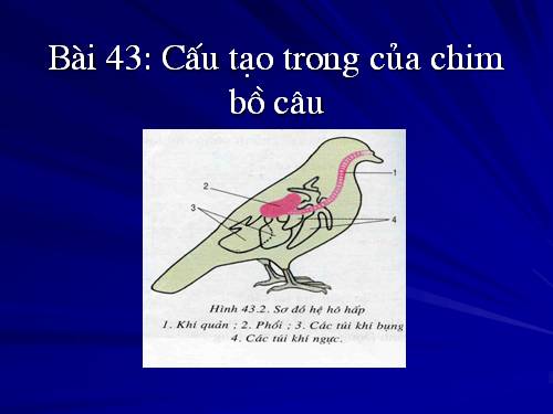 Bài 43. Cấu tạo trong của chim bồ câu