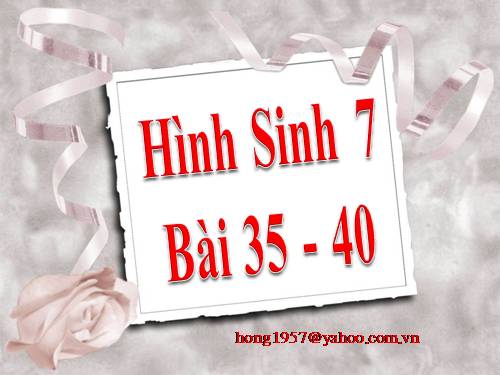 Hinh bài 35 - 40