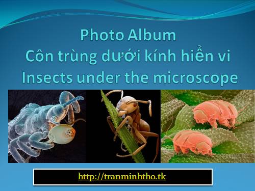 côn trùng dưới kính hiển vi