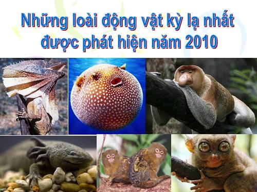 Những loài động vật kỳ lạ nhất  được phát hiện năm 2010