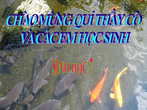 Bài 31. Cá chép
