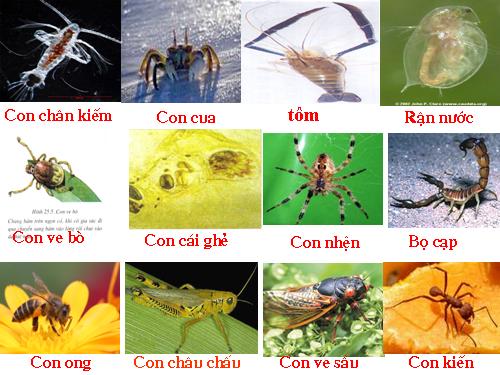 Bài 29. Đặc điểm chung và vai trò của ngành Chân khớp