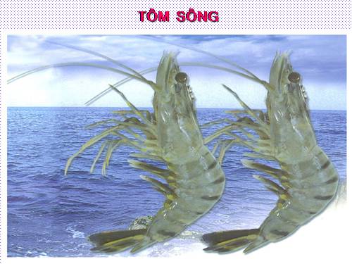 Bài 22. Tôm sông