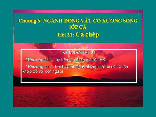 Bài 31. Cá chép