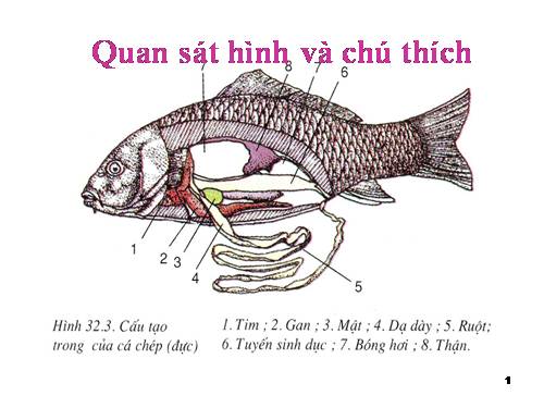 Bài 33. Cấu tạo trong của cá chép