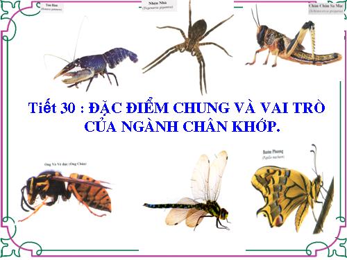 Bài 29. Đặc điểm chung và vai trò của ngành Chân khớp