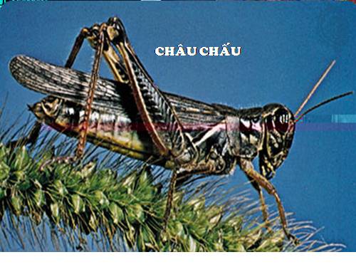 Bài 26. Châu chấu