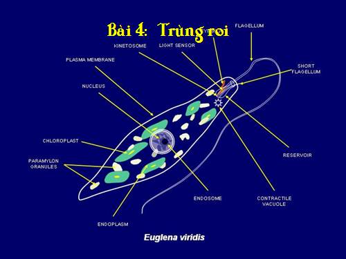 Bài 4. Trùng roi