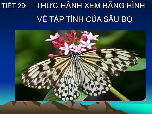 Bài 28. Thực hành: Xem băng hình về tập tính của sâu bọ