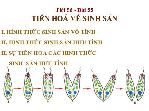 Bài 55. Tiến hoá về sinh sản