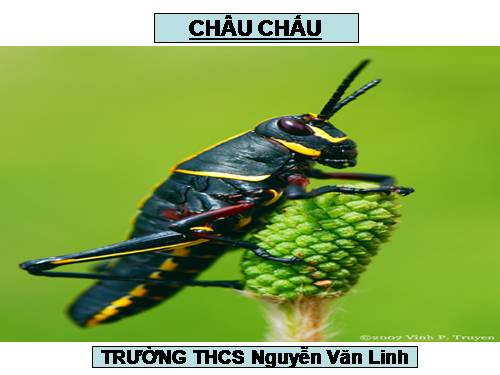 Bài 27. Đa dạng và đặc điểm chung của lớp Sâu bọ