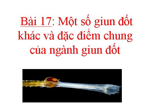 Bài 17. Một số giun đốt khác và đặc điểm chung của ngành Giun đốt