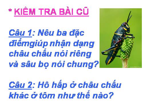 Bài 27. Đa dạng và đặc điểm chung của lớp Sâu bọ