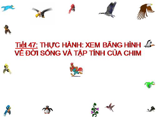Bài 45. Thực hành: Xem băng hình về đời sống và tập tính của chim