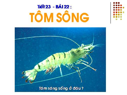 Bài 22. Tôm sông
