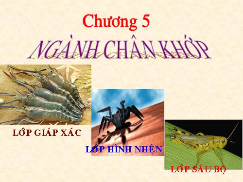 Bài 22. Tôm sông