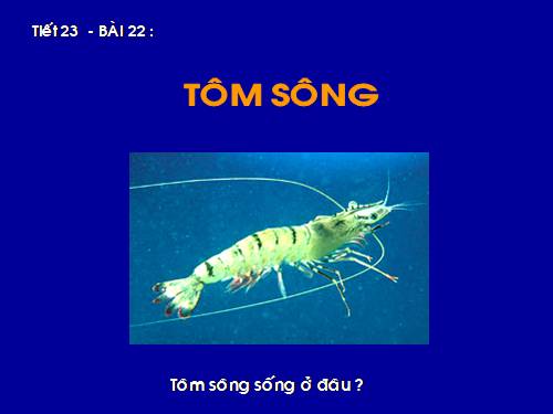 Bài 22. Tôm sông