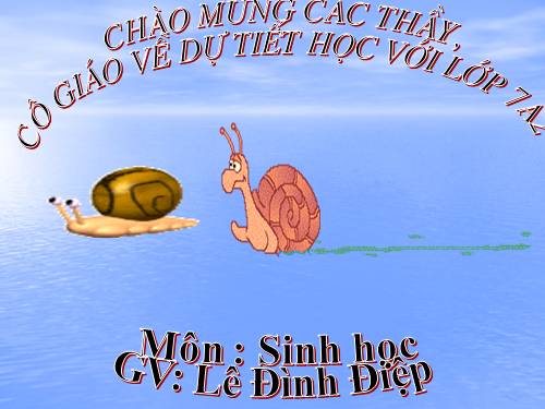 Bài 19. Một số thân mềm khác