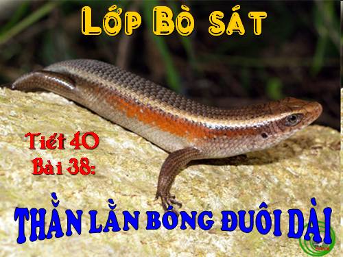 Bài 38. Thằn lằn bóng đuôi dài