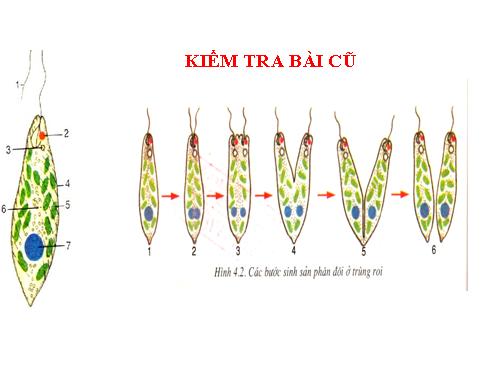 Bài 5. Trùng biến hình và trùng giày