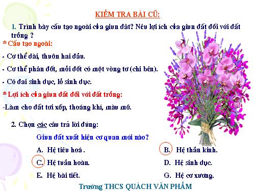 Bài 17. Một số giun đốt khác và đặc điểm chung của ngành Giun đốt