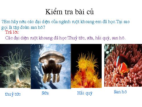 Bài 10. Đặc điểm chung và vai trò của ngành Ruột khoang