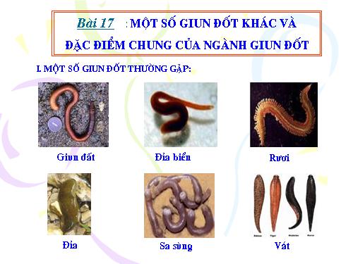 Bài 17. Một số giun đốt khác và đặc điểm chung của ngành Giun đốt