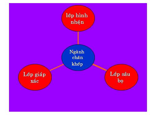 Bài 27. Đa dạng và đặc điểm chung của lớp Sâu bọ