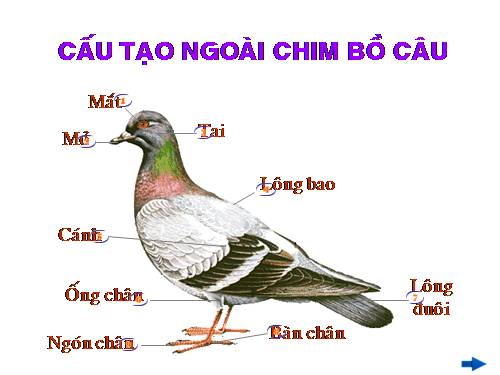 Bài 41. Chim bồ câu