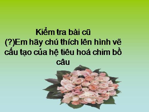 Bài 43. Cấu tạo trong của chim bồ câu