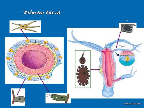 Bài 9. Đa dạng của ngành Ruột khoang