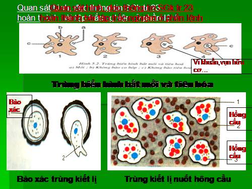 Bài 6. Trùng kiết lị và trùng sốt rét