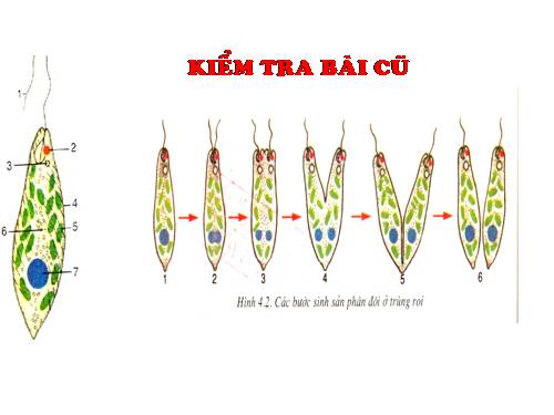 Bài 5. Trùng biến hình và trùng giày