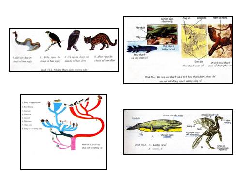 HÌNH SGK SINH HỌC 7 RẤT RÕ