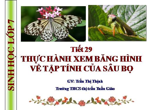 Bài 28. Thực hành: Xem băng hình về tập tính của sâu bọ