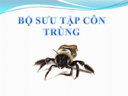 Bộ sưu tập ảnh côn trùng