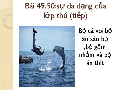 Bài 49. Đa dạng của lớp Thú: Bộ Dơi và bộ Cá voi