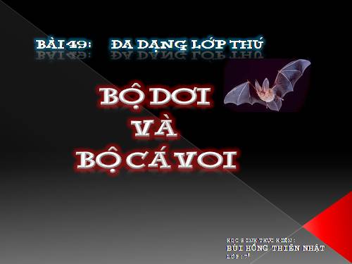 Bài 49. Đa dạng của lớp Thú: Bộ Dơi và bộ Cá voi