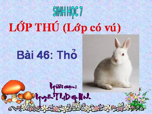 Bài 46. Thỏ