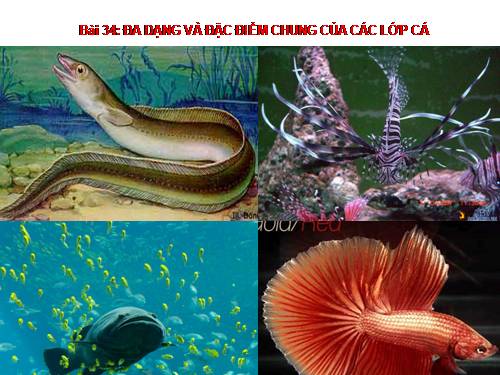 Bài 34. Đa dạng và đặc điểm chung của các lớp Cá