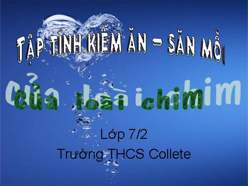tập tính chim săn mồi
