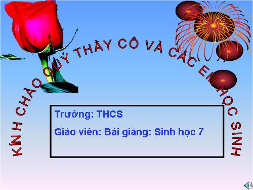 Bài 50. Đa dạng của lớp Thú: Bộ Ăn sâu bọ, bộ Gặm nhấm, bộ Ăn thịt