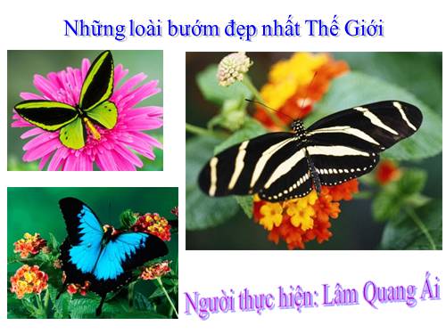 các loài bướm đẹp nhất thế giới